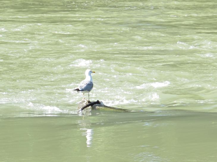 In viaggio sul Tevere