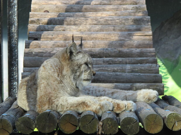 Bioparco di Roma