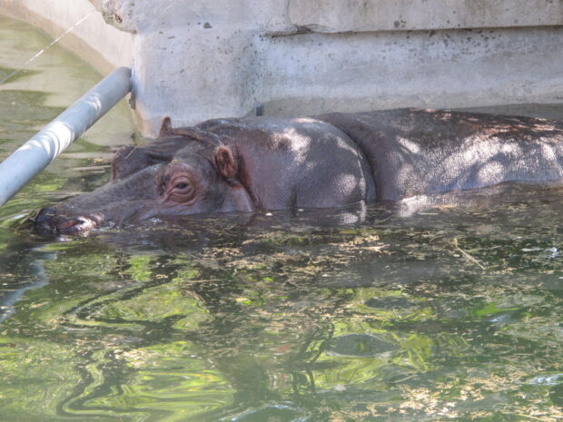 Bioparco di Roma