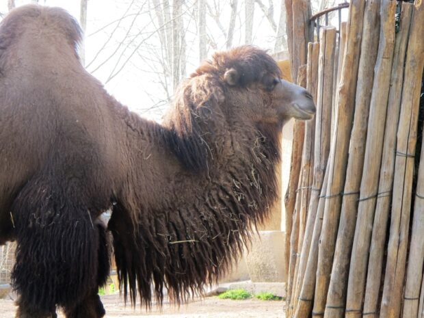 Bioparco di Roma