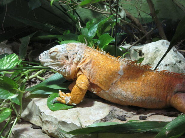 Bioparco di Roma