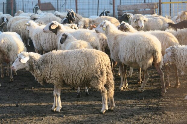 Agriturismo Sei Carri