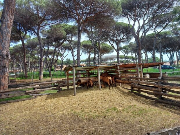 La Fattoria degli animali Roma
