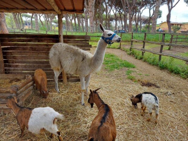 La Fattoria degli animali Roma