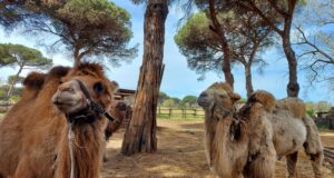 La Fattoria degli animali Roma