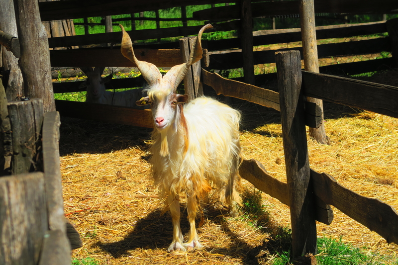 La Fattoria degli animali Roma