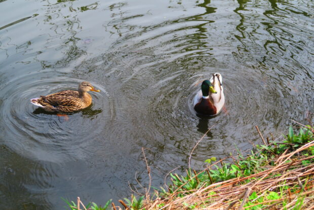 visitare cambridge con i bambini