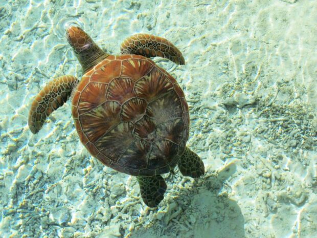 Bora Bora Polinesia Francese