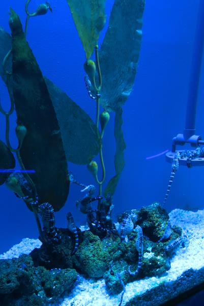 Acquario di Genova