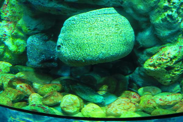 Acquario di Genova