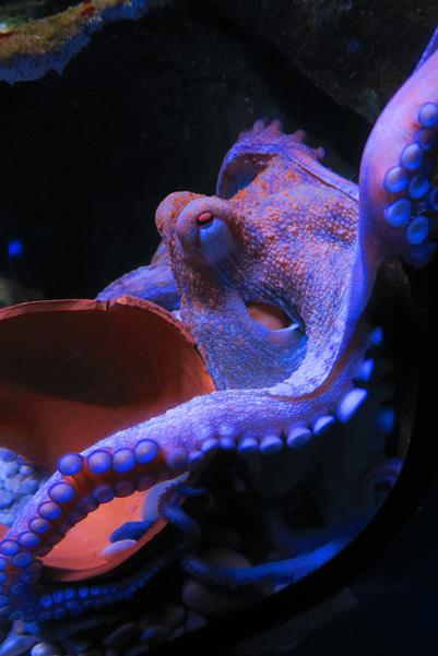 Acquario di Genova
