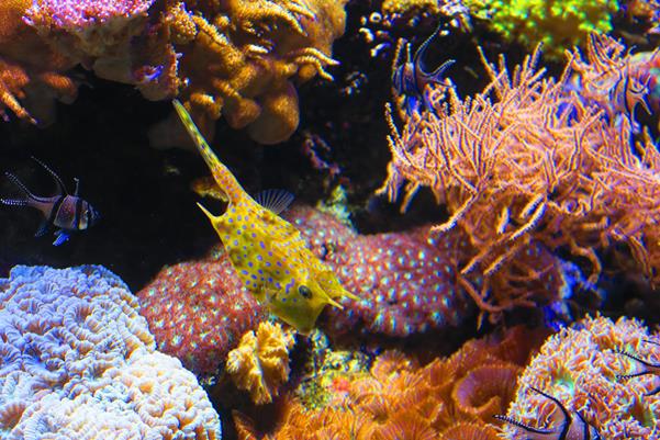 Acquario di Genova