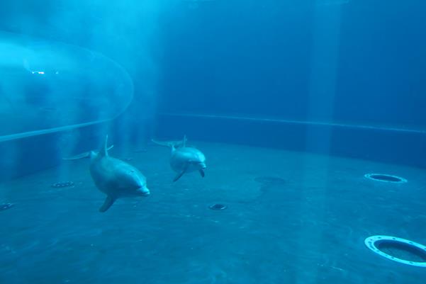 Acquario di Genova