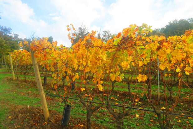 Azienda Agricola Toscani