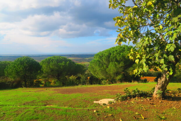 Azienda Agricola Toscani