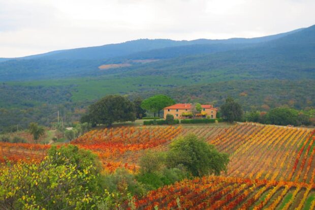 Cantina Grattamacco Bolgheri