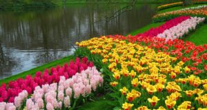 visitare keukenhof