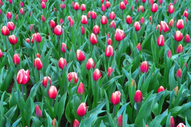 visitare keukenhof