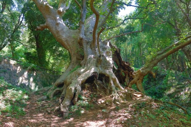 visitare Curinga Calabria