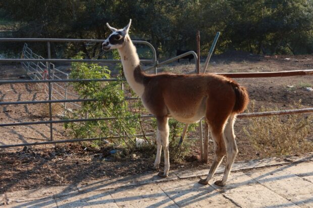 Il Giardino di FIlly Roma