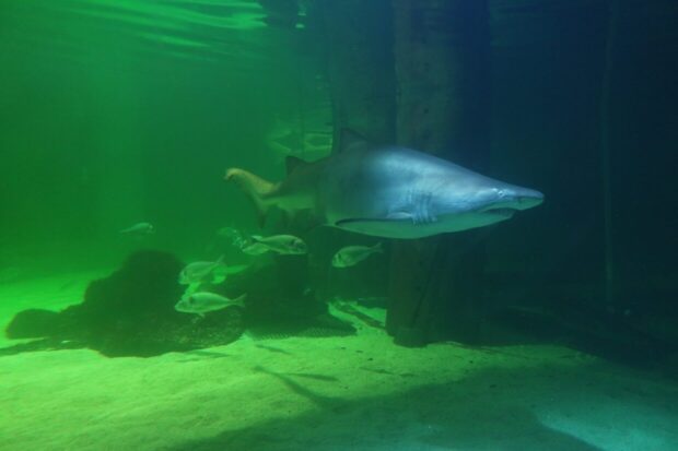 Acquario di Cattolica