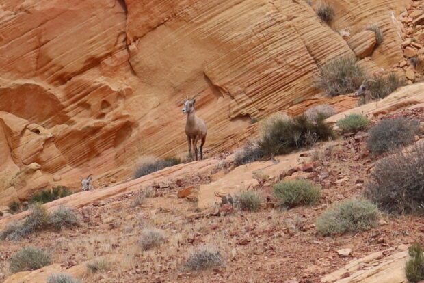 Valley Of Fire State Park Nevada