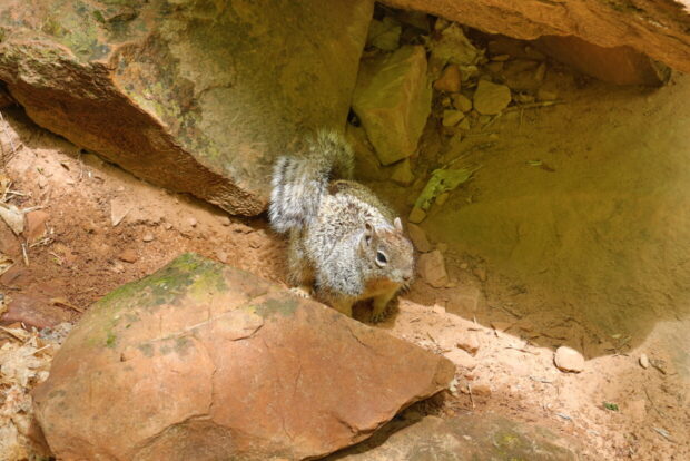 Zion National Park Utah Usa