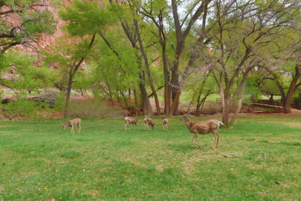 Capitol Reef National Park