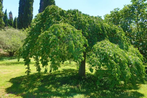 Giardino di Ninfa Lazio