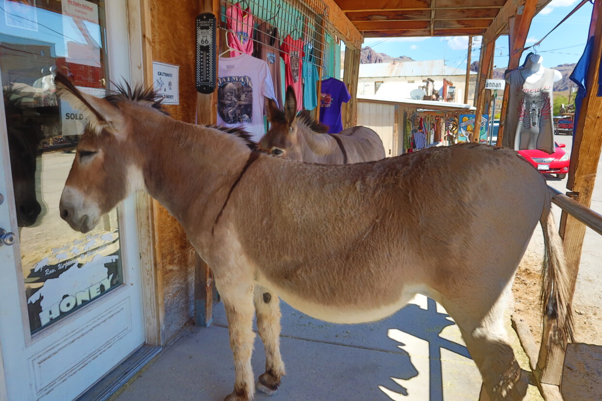 visitare Oatman Route 66 Arizona