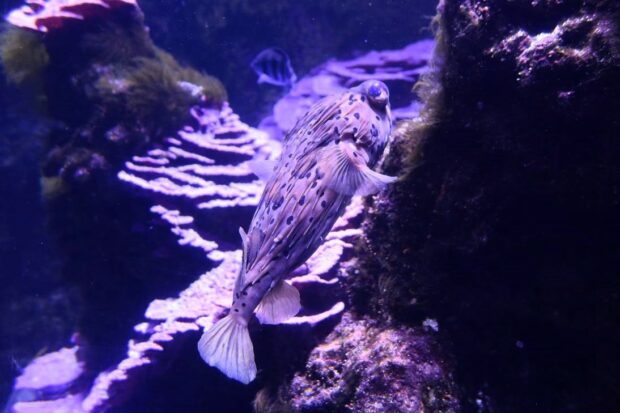 Acquario di Livorno