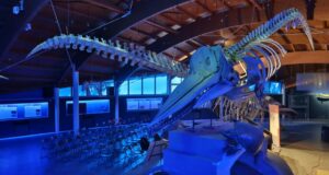 Museo di Storia Naturale del Mediterraneo Livorno