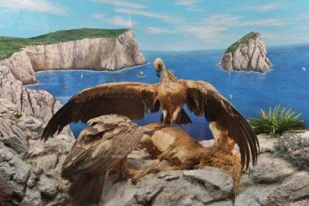 Museo di Storia Naturale del Mediterraneo Livorno