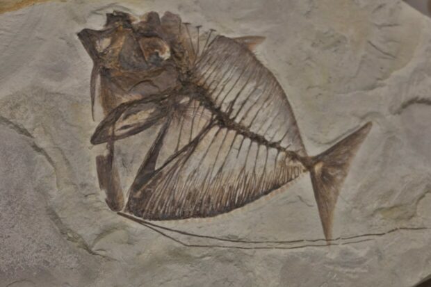 Museo di Storia Naturale del Mediterraneo Livorno
