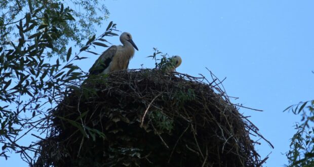 Naturoparc hunawihr alsace dove vedere le cicogne in alsazia