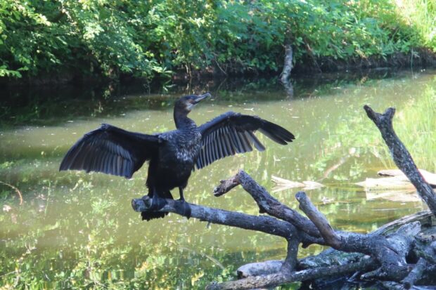 Naturoparc hunawihr alsace dove vedere le cicogne in alsazia