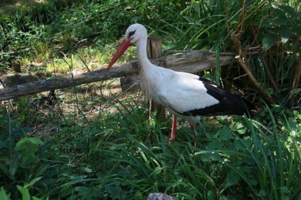 Naturoparc hunawihr alsace dove vedere le cicogne in alsazia