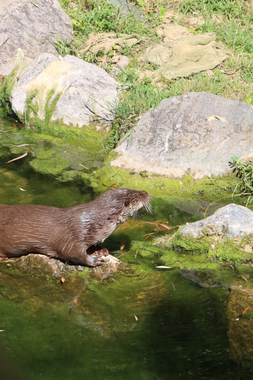 Naturoparc hunawihr alsace dove vedere le cicogne in alsazia