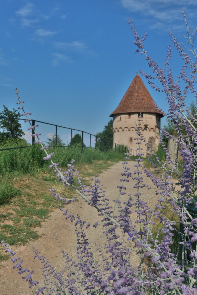 Cosa vedere a Bergheim Alsazia