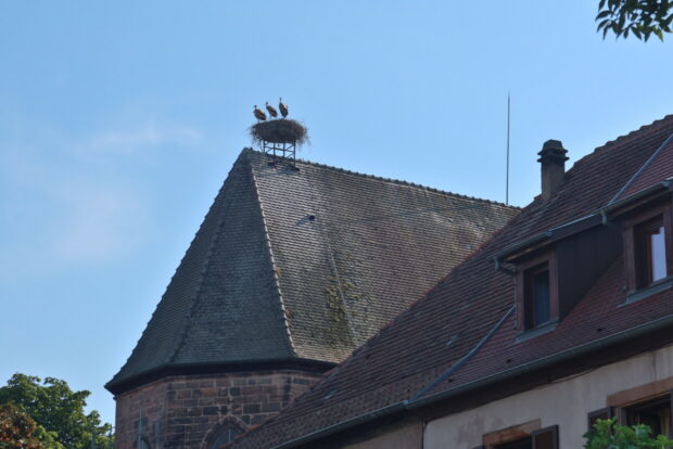 Cosa vedere a Bergheim Alsazia