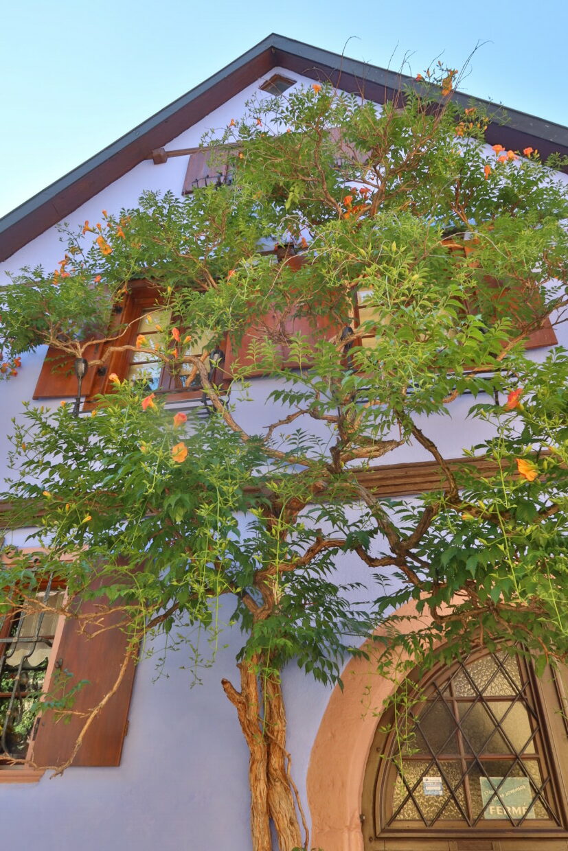 Cosa vedere a Riquewihr Alsazia La Bella e La Bestia